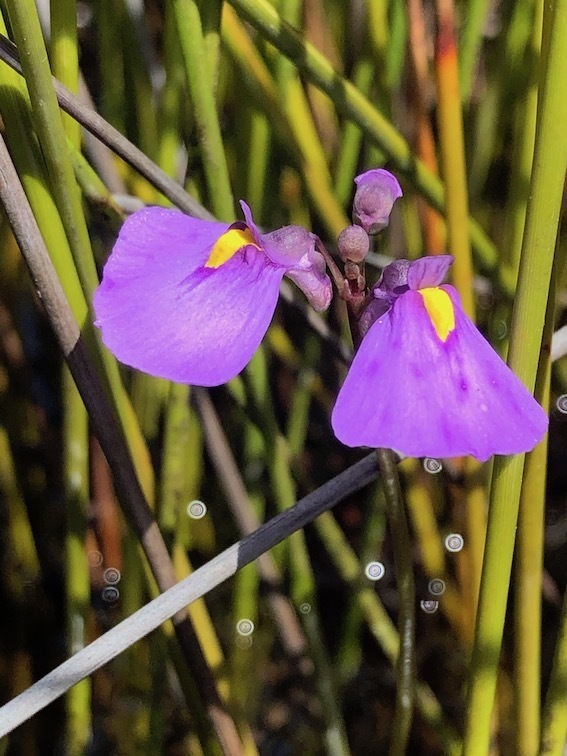 Utricularia speciosa R.Br.