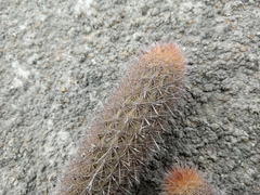 Loxanthocereus acanthurus