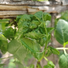 Prociphilus fraxinifolii