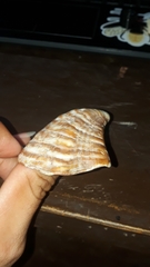 Arca pacifica
