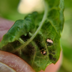 Prociphilus fraxinifolii