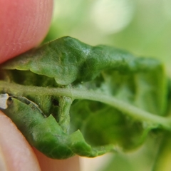 Prociphilus fraxinifolii