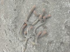 Loxanthocereus acanthurus