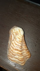 Arca pacifica