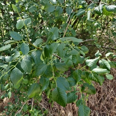 Prociphilus fraxinifolii