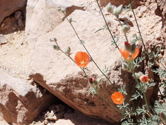Sphaeralcea grossulariifolia