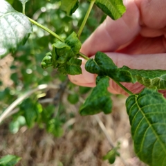 Prociphilus fraxinifolii