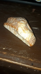 Arca pacifica