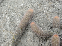 Loxanthocereus acanthurus