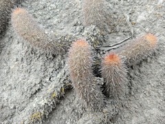Loxanthocereus acanthurus