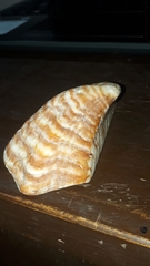 Arca pacifica