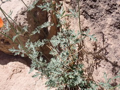 Sphaeralcea grossulariifolia