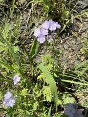 Phacelia hirsuta