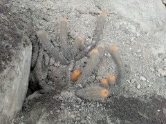 Loxanthocereus acanthurus