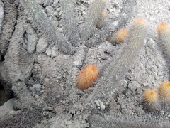 Loxanthocereus acanthurus