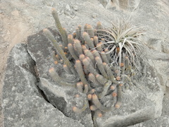 Loxanthocereus acanthurus