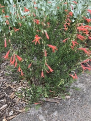 Penstemon pinifolius