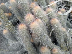 Loxanthocereus acanthurus