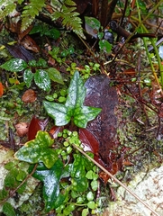 Knowltonia hepaticifolia