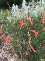 Penstemon pinifolius