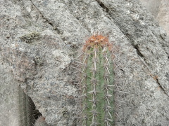 Haageocereus acranthus