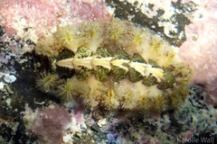 Acanthochitona armata