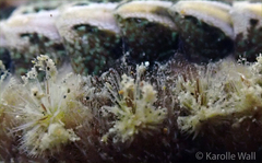 Acanthochitona armata