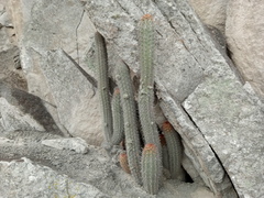 Haageocereus acranthus