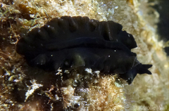 Tytthosoceros nocturnus