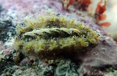 Acanthochitona armata