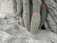 Haageocereus acranthus