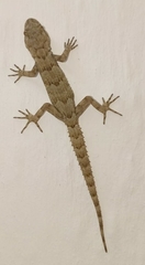 Mediodactylus