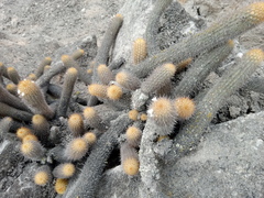 Loxanthocereus acanthurus