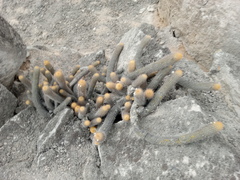 Loxanthocereus acanthurus