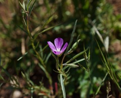 Clarkia affinis