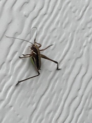 Metrioptera brachyptera