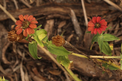 Zinnia peruviana