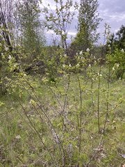 Amelanchier ovalis