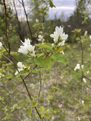 Amelanchier ovalis