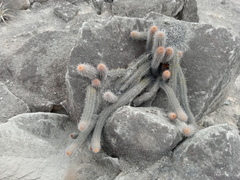 Loxanthocereus acanthurus