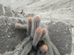 Loxanthocereus acanthurus