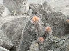 Loxanthocereus acanthurus