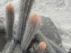 Loxanthocereus acanthurus