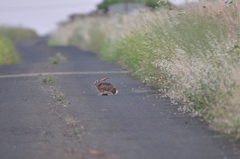 Lepus capensis