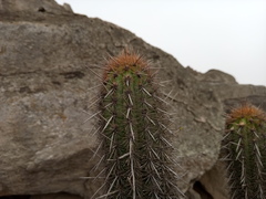 Haageocereus acranthus