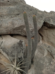 Haageocereus acranthus