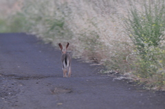 Lepus capensis