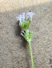 Plectritis congesta brachystemon