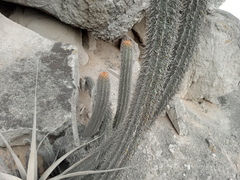 Haageocereus acranthus