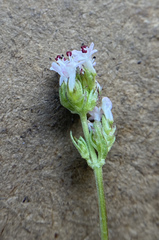 Plectritis congesta brachystemon